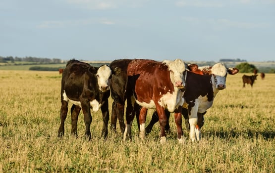 Cattle in Argentine countryside, Buenos Aires Province, Argentina. photo