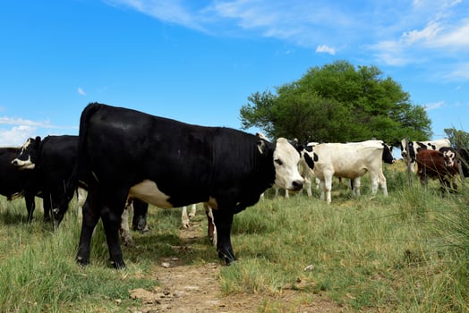 Steers fed on pasture, La Pampa, Argentina photo