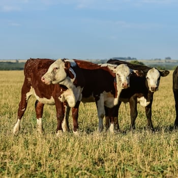 Cow calves in the field, Buenos Aires Province,Argentina. photo