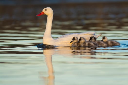 Coscoroba swan with cygnets swimming in a lagoon , La Pampa Province, Patagonia, Argentina. photo