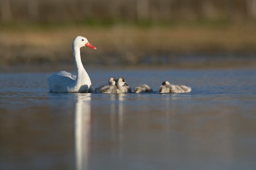 Coscoroba swan with cygnets swimming in a lagoon , La Pampa Province, Patagonia, Argentina. photo