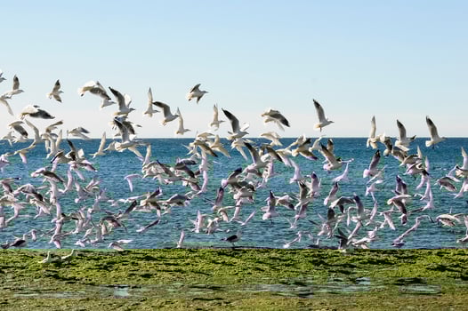 Gull and tern flock, Patagonia, Argentina photo