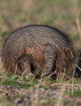 Hairy Armadillo, in grassland environment, Peninsula Valdes, Patagonia, Argentina photo