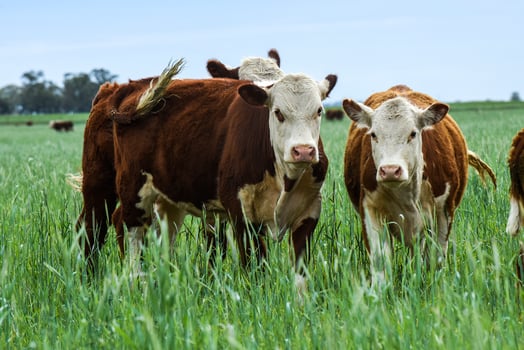 Cattle raising  with natural pastures in Pampas countryside, La Pampa Province,Patagonia, Argentina. photo