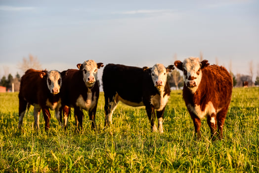 Steers fed on natural grass, Buenos Aires Province, Argentina photo