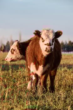Livestock, Argentine meat production , in Buenos Aires countryside, Argentina photo