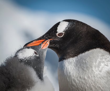 Gentoo Penguin, Pygoscelis papua,Neko Harbour,Antartica Peninsula. photo