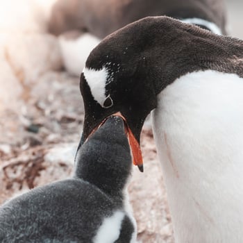 Gentoo Penguin on the beach,feeding his chick, Port Lockroy , Goudier Island, Antartica photo