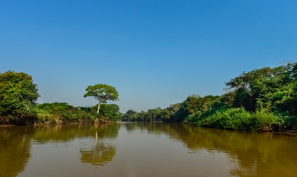 Jungle on the coast of the river,Pantanal, Brazil photo