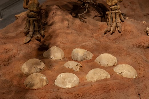 Titanosaurus Australis, fossized eggs, prehistoric animal inhabitant of Patagonia,  Argentina. photo