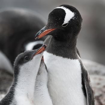 Gentoo Penguin on the beach,feeding his chick, Port Lockroy , Goudier Island, Antartica photo
