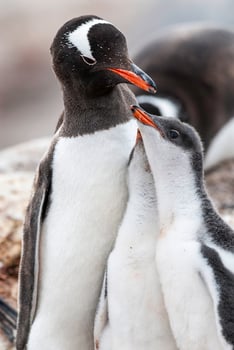 Gentoo Penguin on the beach,feeding his chick, Port Lockroy , Goudier Island, Antartica photo