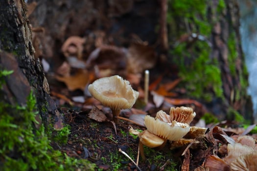 mushrooms in the forest photo