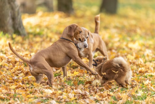 A furious meeting of three dogs during a walk in nature photo