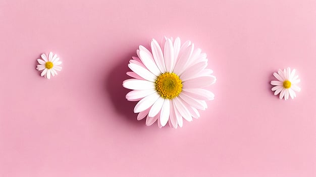 daisy flowers with light blue paper background good for multimedia digital content creation, artistic background photo