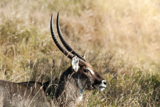 Greater kudu, Kruger National Park, South Africa photo