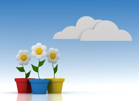 Daisy in colorful flowerpot photo