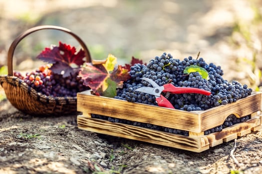 A wooden box and a wooden basket laying on the ground full of grapes. Also decorated with autumn leaves and vine scissors photo