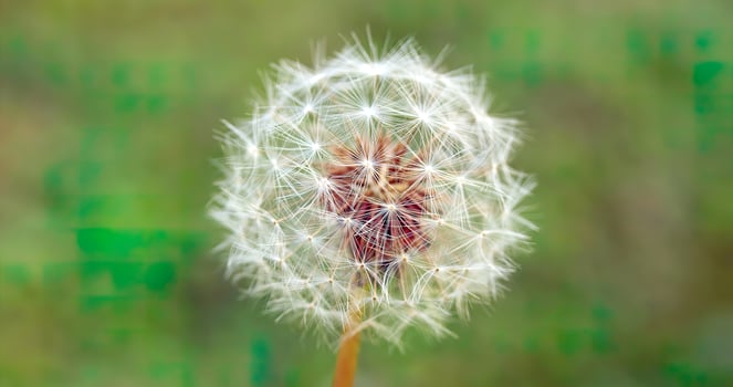 dandelion flower background photo