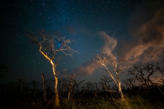 Burning trees photographed at night with a starry sky, La Pampa province, Patagonia , Argentina. photo