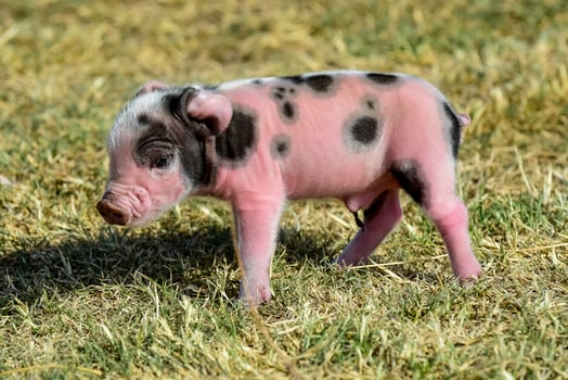 Piglet newborn baby, in farm landscape. photo