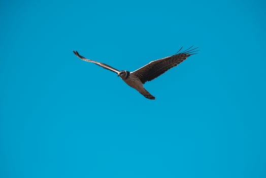 Long winged Harrier in flight, La Pampa province, Patagonia , Argentina photo