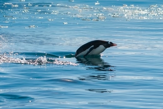 Adelie penguin porpoising,Paradise bay , Antarctic peninsula, Antartica.. photo
