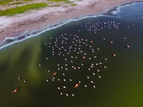 Flamingos in patagonia , Aerial View photo