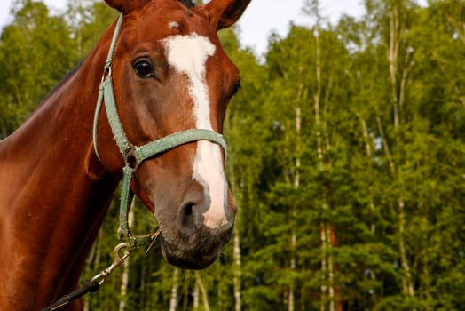 portrait of a horse on the background of the forest photo