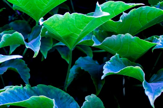 Green Leaves Natural Background. Abstract Green Leaves Texture, Nature Background, Background for Phone Screensaver, Computer photo