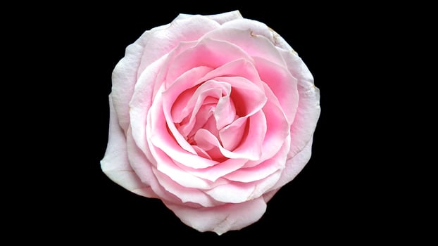pink roses on a black background photo