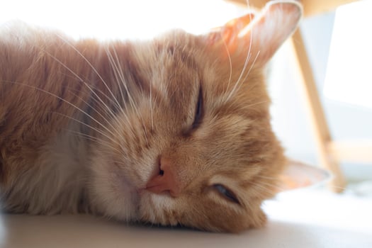 Ginger Cat. Cute Cat Sleeps and Dreams. Favorite Pets photo