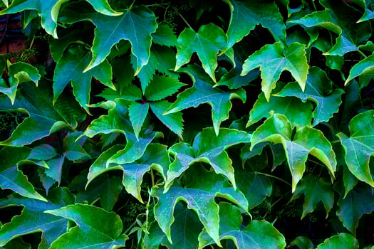 Green Leaves Background. Grape Leaves, Background for Phone Screensaver, Computer photo