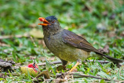 Seychelles endemic bulbul bird eating guava on the ground, Mahe Seychelles photo