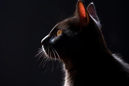 portrait of a black cat on a dark background generative AI photo