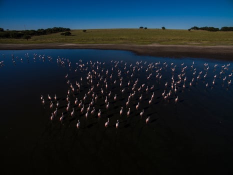 Flamingos in Patagonia, Aerial view,Argentina photo