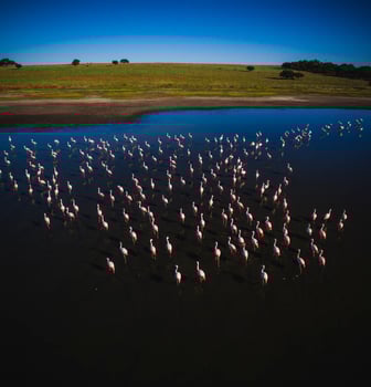 Flamingos in Patagonia, Aerial view,Argentina photo