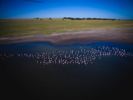 Flamingos in Patagonia, Aerial view,Argentina photo