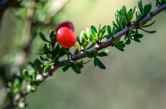 Piquillin, endemic wild fruits in the Pampas forest, Patagonia, Argentina photo