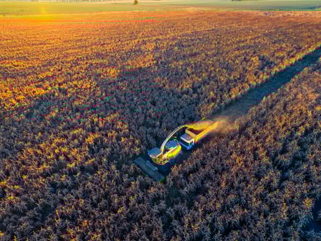 Sorghum harvest, in La Pampa, Argentina photo