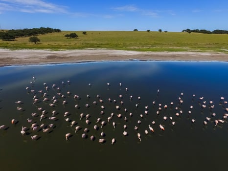 Flamingos in Patagonia, Aerial view,Argentina photo