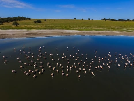 Flamingos in Patagonia, Aerial view,Argentina photo