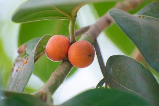 Diospyros blancoi, Diospyros discolor, commonly known as velvet apple, velvet persimmon, kamagong, or mabolo photo