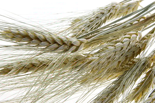 a close up of a bunch of wheat photo