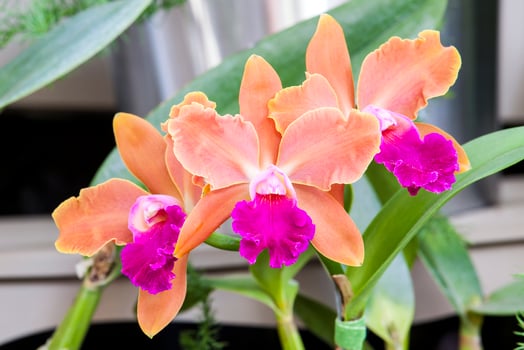 Closeup of one of the beautiful Colombian orchids. Orchid belonging to cattleya genus. The Flowers Festival from Medelln in Colombia photo