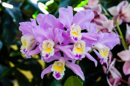 Closeup of one of the beautiful Colombian orchids. The Flowers Festival from Medelln in Colombia. Orchid belonging to cattleya genus photo