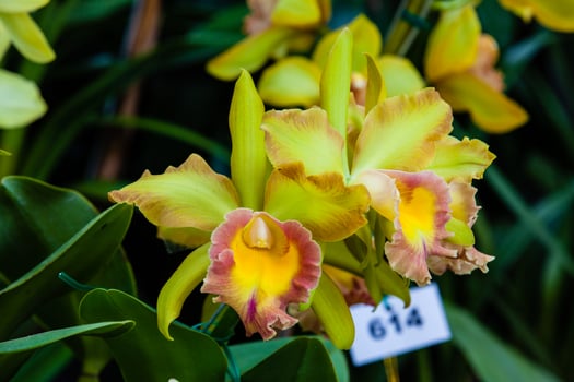 Closeup of one of the beautiful Colombian orchids. The Flowers Festival from Medelln in Colombia. Orchid belonging to cattleya genus photo