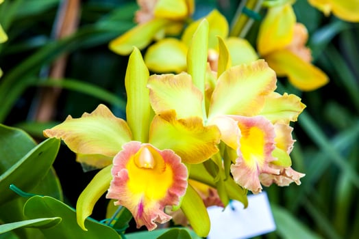Closeup of one of the beautiful Colombian orchids. The Flowers Festival from Medelln in Colombia. Orchid belonging to cattleya genus photo