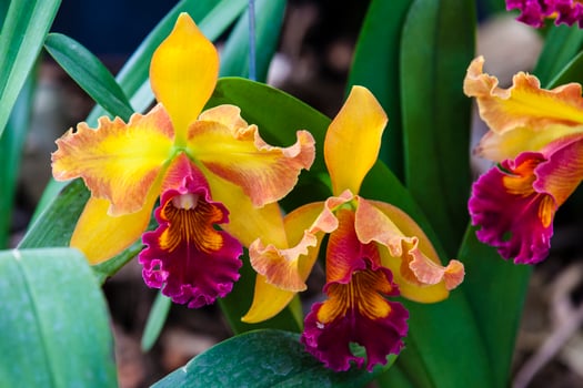 Closeup of one of the beautiful Colombian orchids. The Flowers Festival from Medelln in Colombia. Orchid belonging to cattleya genus photo