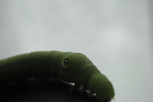green caterpillar on a leaf photo